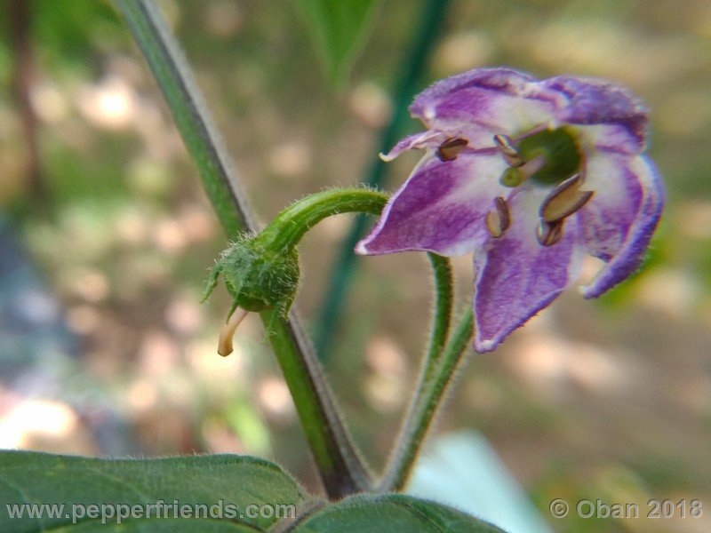 rocoto-gelbe-riesen_001_fiore_15.jpg