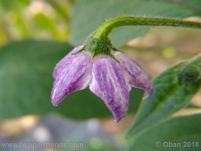 rocoto-gelbe-riesen_001_fiore_16.jpg