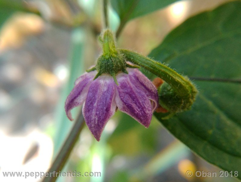 rocoto-gelbe-riesen_001_fiore_17.jpg