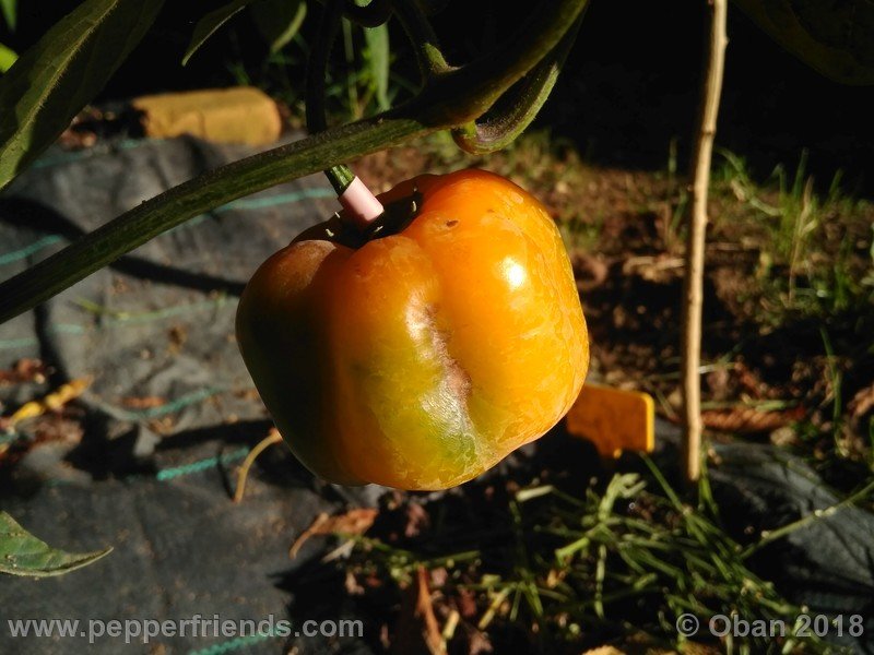 rocoto-gelbe-riesen_001_frutto_05.jpg