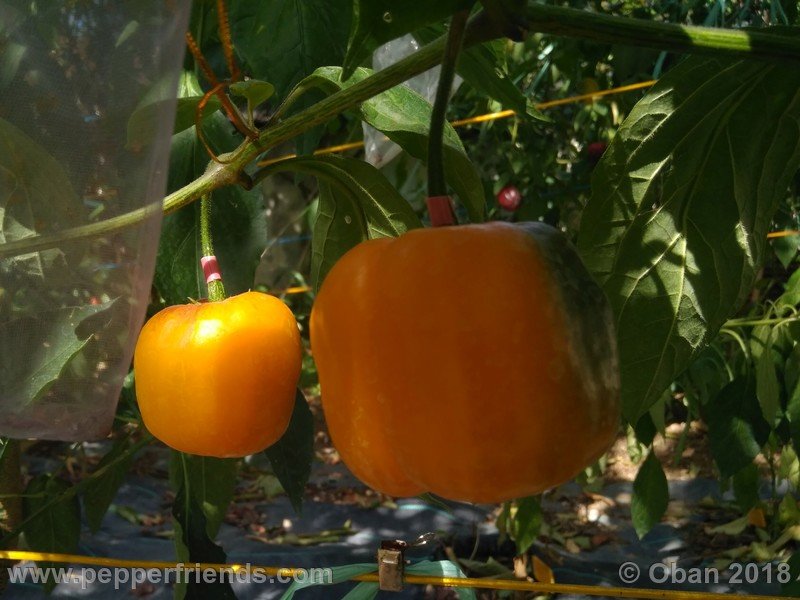 rocoto-gelbe-riesen_001_frutto_07.jpg