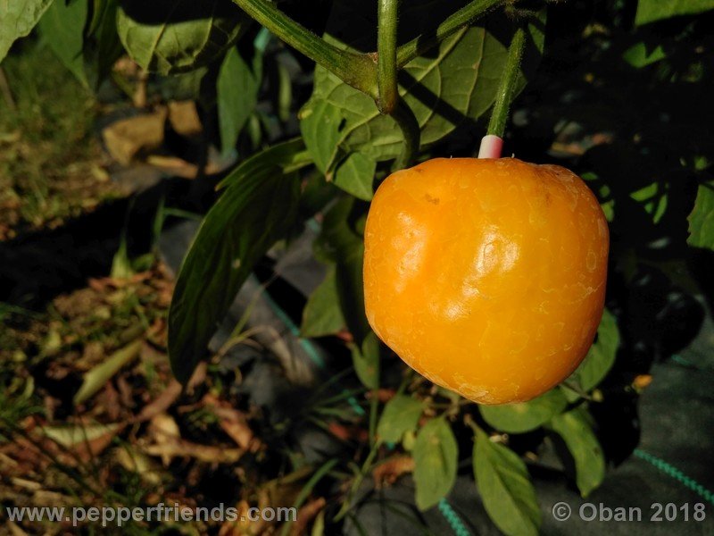 rocoto-gelbe-riesen_001_frutto_08.jpg