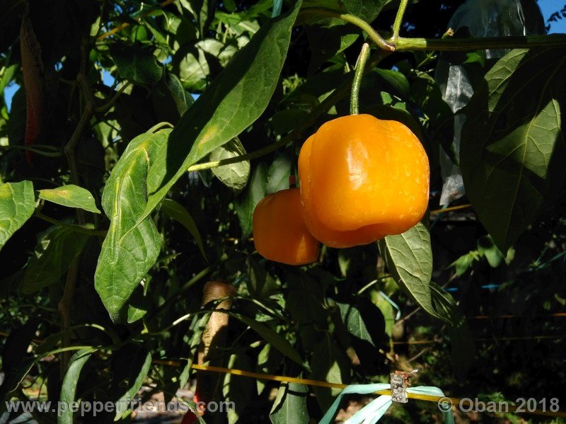 rocoto-gelbe-riesen_001_frutto_09.jpg