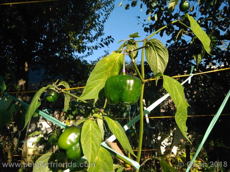 rocoto-gelbe-riesen_001_frutto_13.jpg