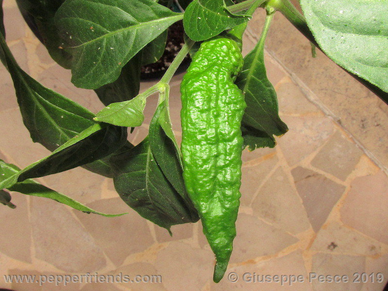 ghostlyjalapeno_001_frutto_10.jpg