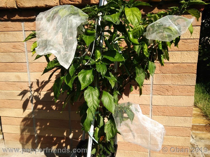 ghostly-jalapeno_002_pianta_08.jpg
