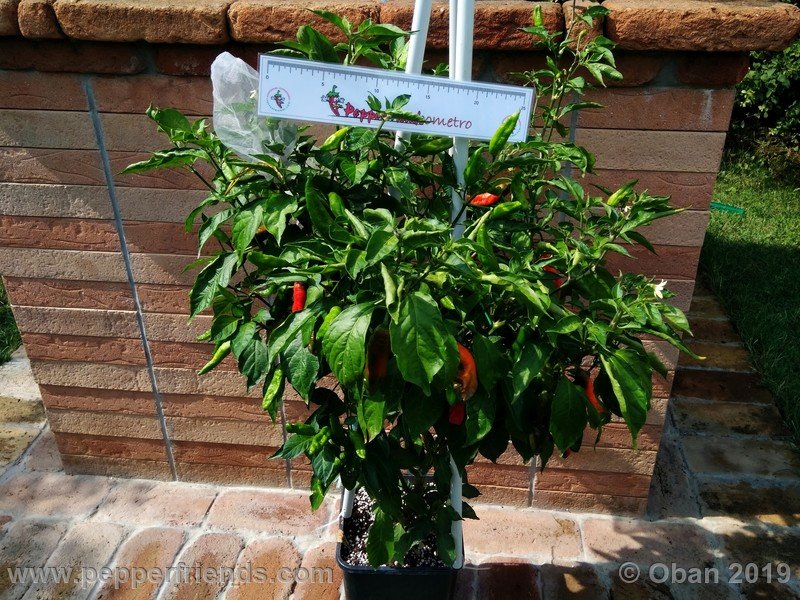 ghostly-jalapeno_002_pianta_11.jpg