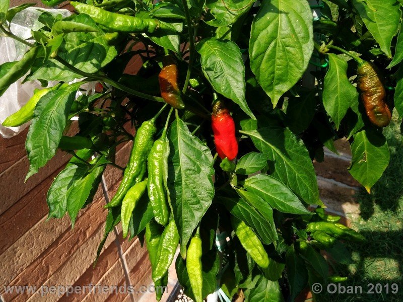 ghostly-jalapeno_002_pianta_12.jpg