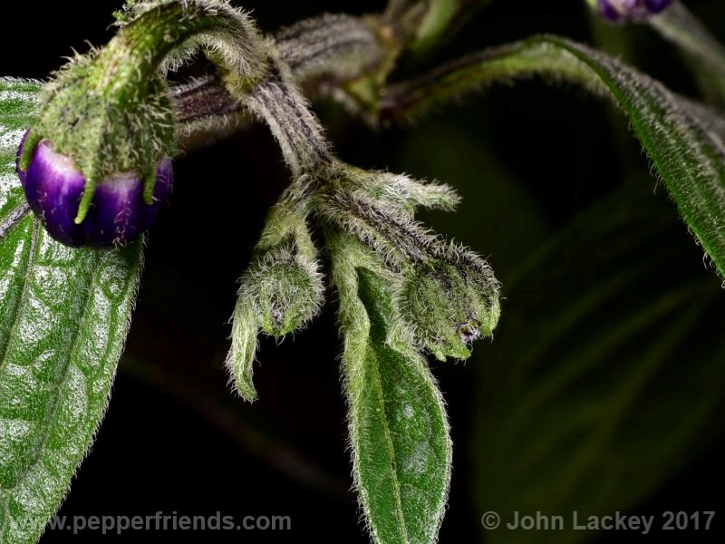 gigante-delosincas_001_fiore_03.jpg