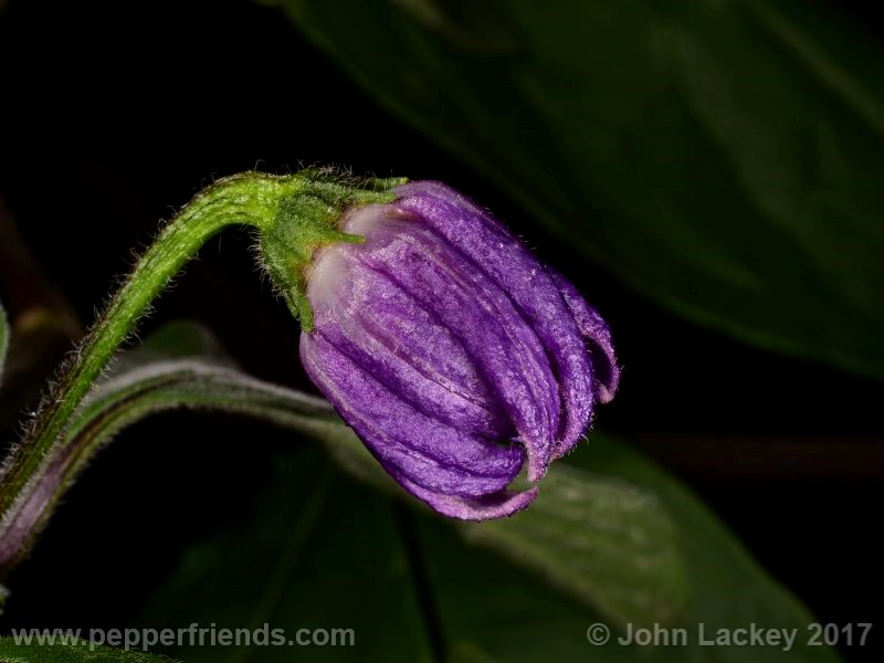 gigante-delosincas_001_fiore_04.jpg