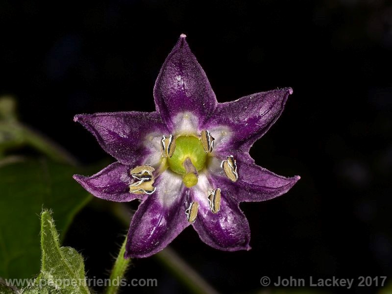 gigante-delosincas_001_fiore_05.jpg