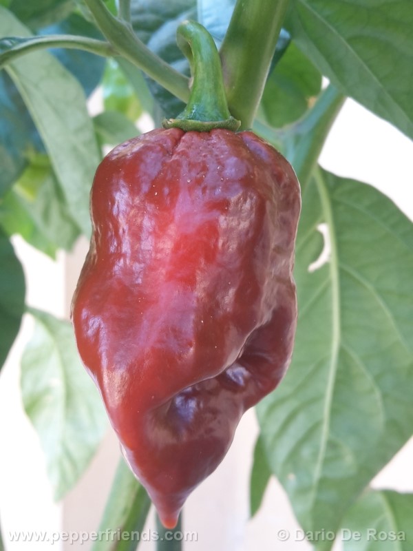 habanero-cappuccino_001_frutto_01.jpg