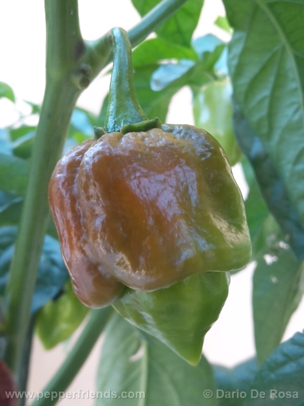 habanero-cappuccino_001_frutto_02.jpg