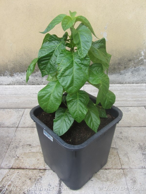 habanero-cappuccino_001_pianta_01.jpg