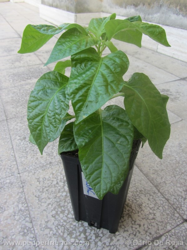 habanero-cappuccino_001_pianta_02.jpg