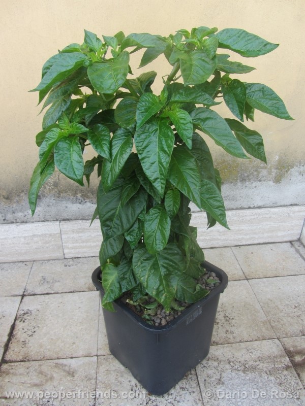 habanero-cappuccino_001_pianta_03.jpg