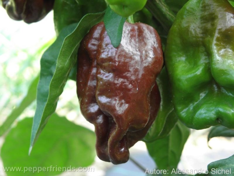 habanero-chocolate_001_frutto_01.jpg