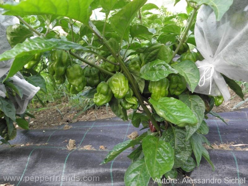 habanero-chocolate_001_pianta_01.jpg
