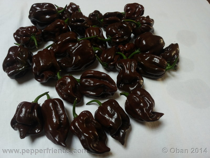 https://www.pepperfriends.org/uploads/habanero-chocolate/004/habanero-chocolate_004_frutto_01.jpg