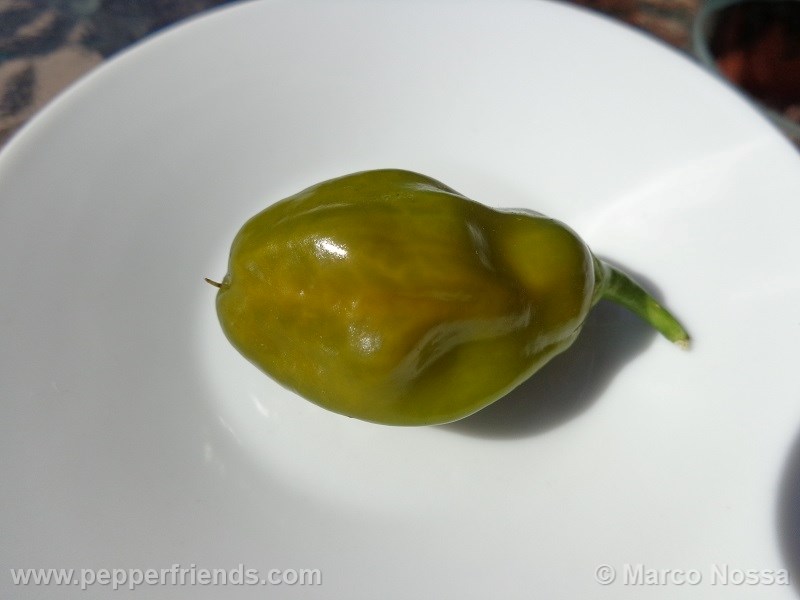 https://www.pepperfriends.org/uploads/habanero-green/001/habanero-green_001_frutto_03.jpg