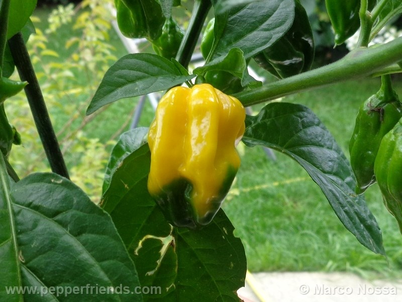 habanero-hotlemon_001_frutto_02.jpg