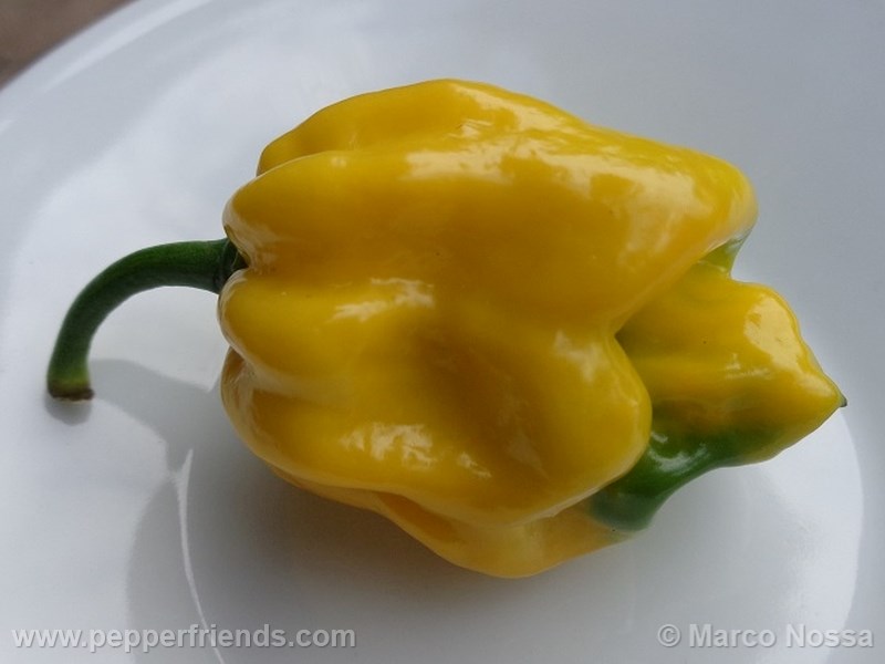 habanero-hotlemon_001_frutto_03.jpg