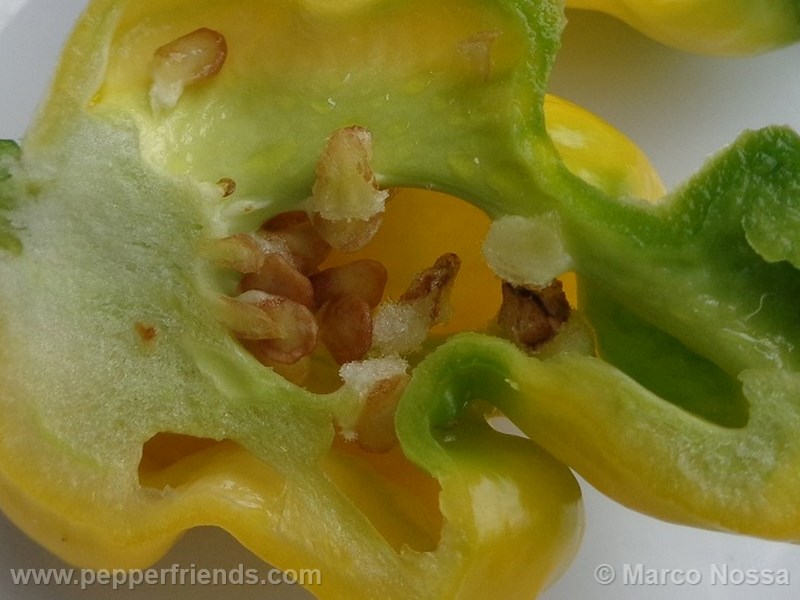 habanero-hotlemon_001_frutto_04.jpg