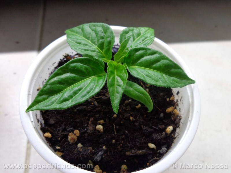 habanero-hotlemon_001_pianta_01.jpg