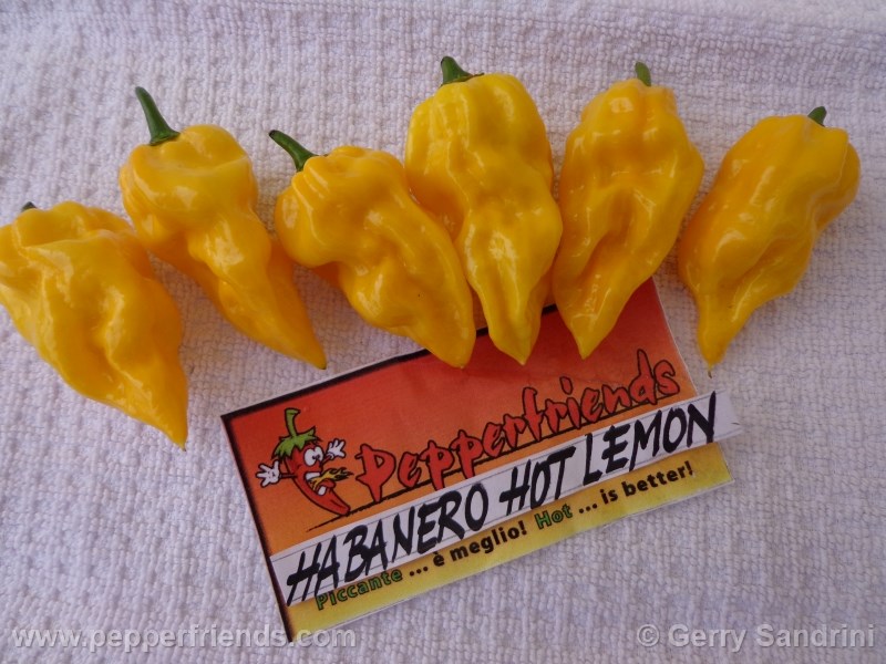 https://www.pepperfriends.org/uploads/habanero-hotlemon/002/habanero-hotlemon_002_frutto_01.jpg