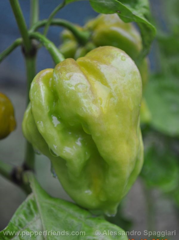 habanero-mustard_001_frutto_01.jpg