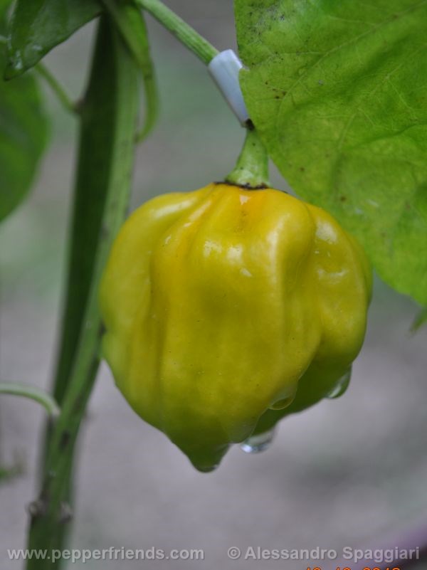 habanero-mustard_001_frutto_02.jpg