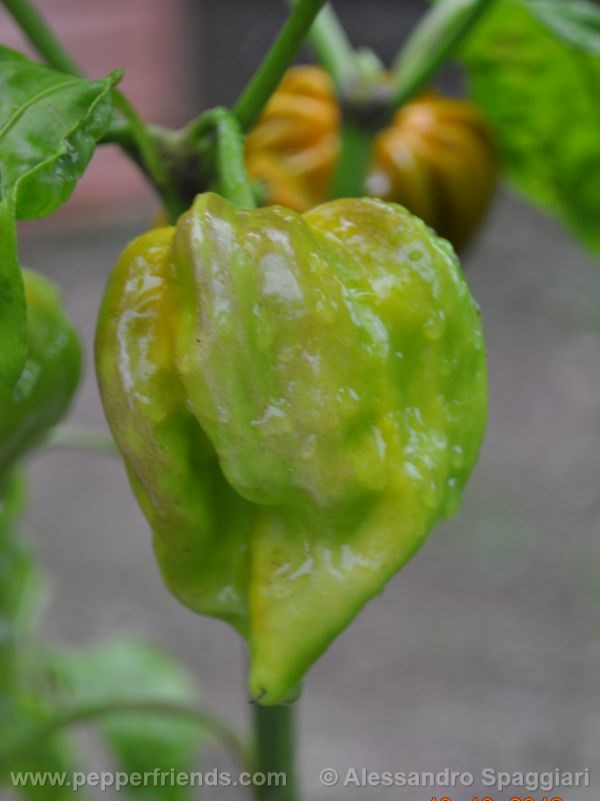 habanero-mustard_001_frutto_03.jpg