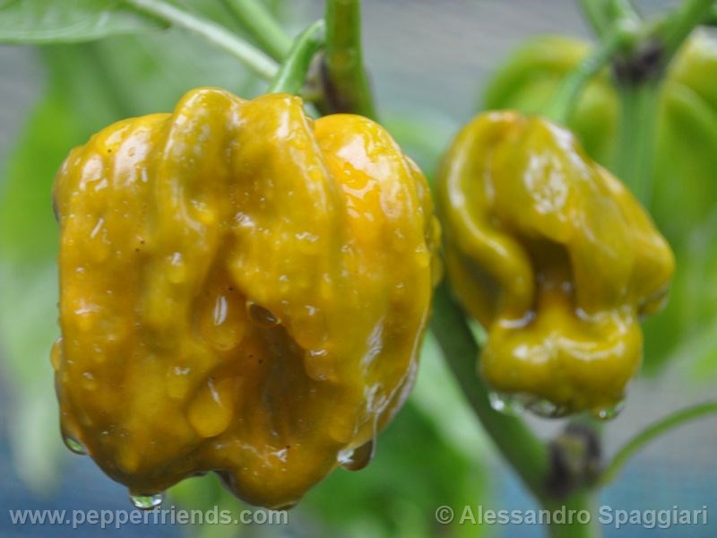 habanero-mustard_001_frutto_04.jpg