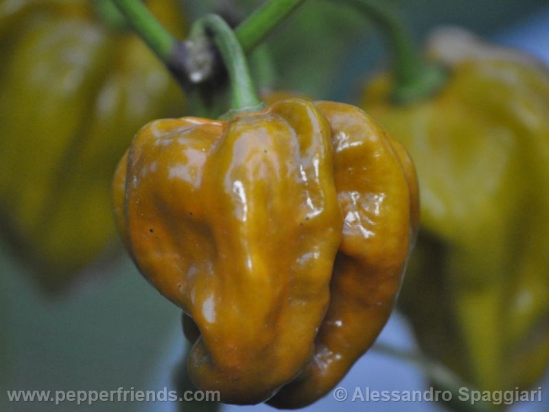 habanero-mustard_001_frutto_05.jpg