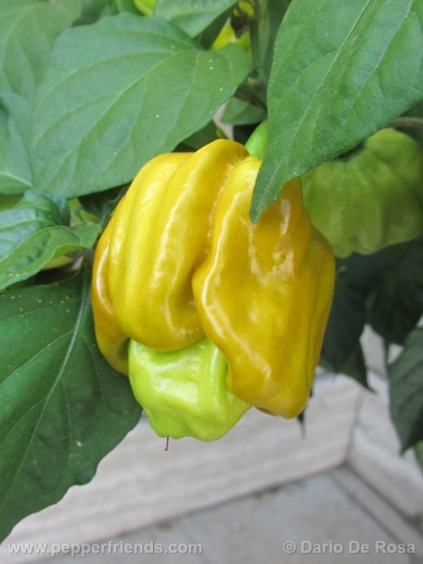 habanero-mustard_002_frutto_01.jpg