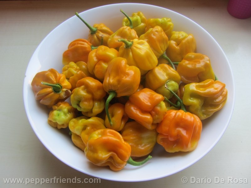 habanero-mustard_002_frutto_02.jpg