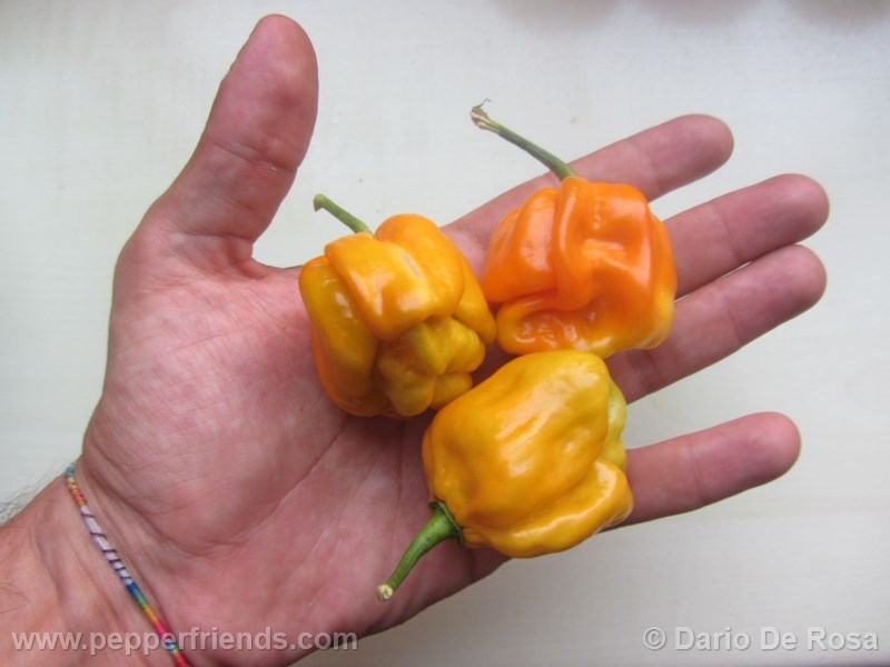 habanero-mustard_002_frutto_03.jpg