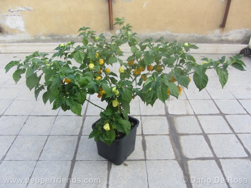 habanero-mustard_002_pianta_01.jpg