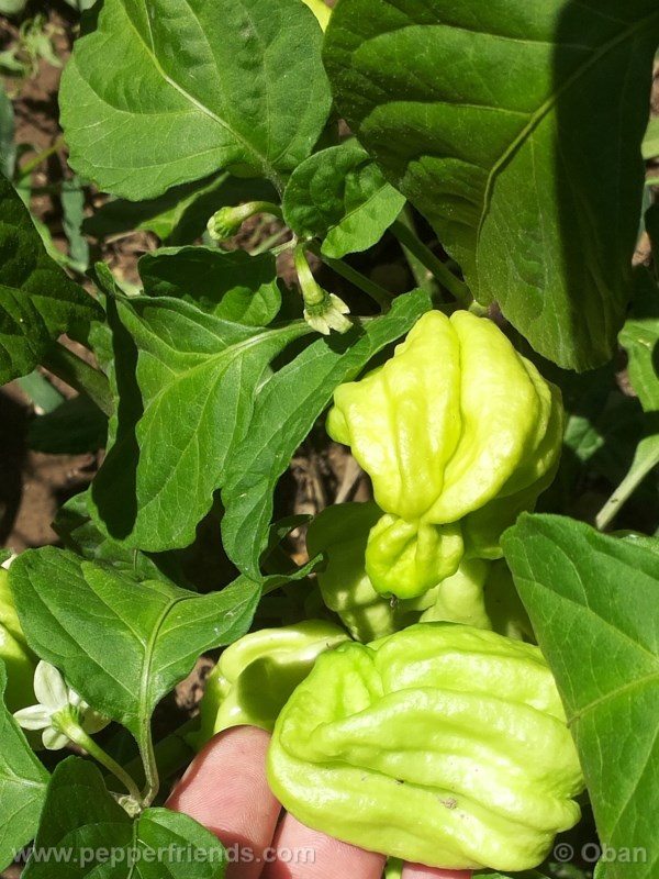 habanero-mustard_003_frutto_03.jpg