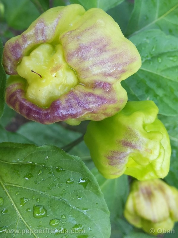 habanero-mustard_003_frutto_06.jpg