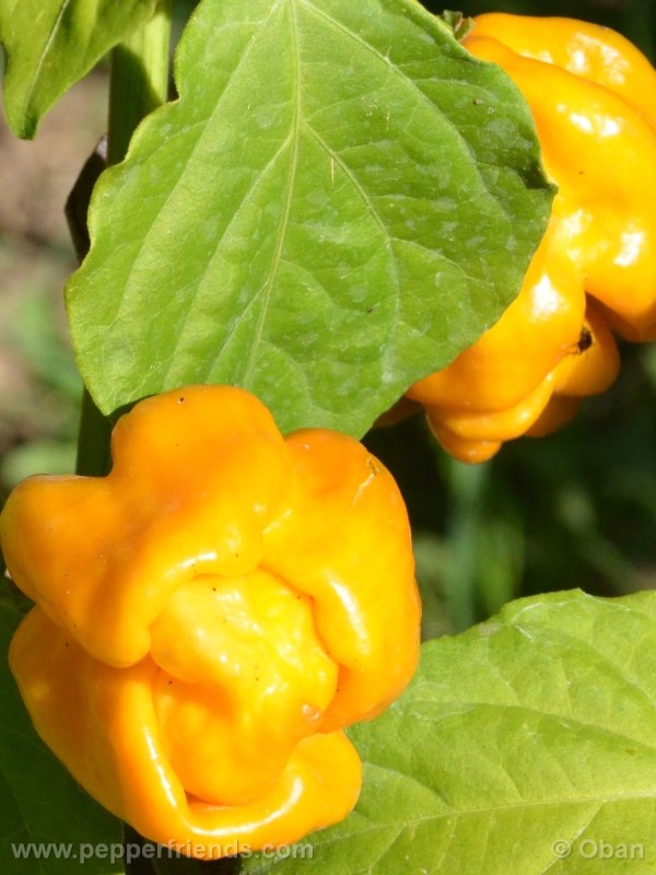 habanero-mustard_003_frutto_08.jpg