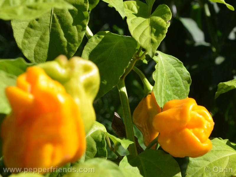 habanero-mustard_003_frutto_09.jpg