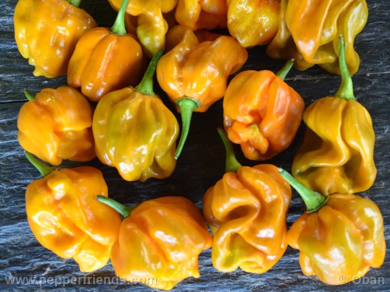 habanero-mustard_003_frutto_10.jpg