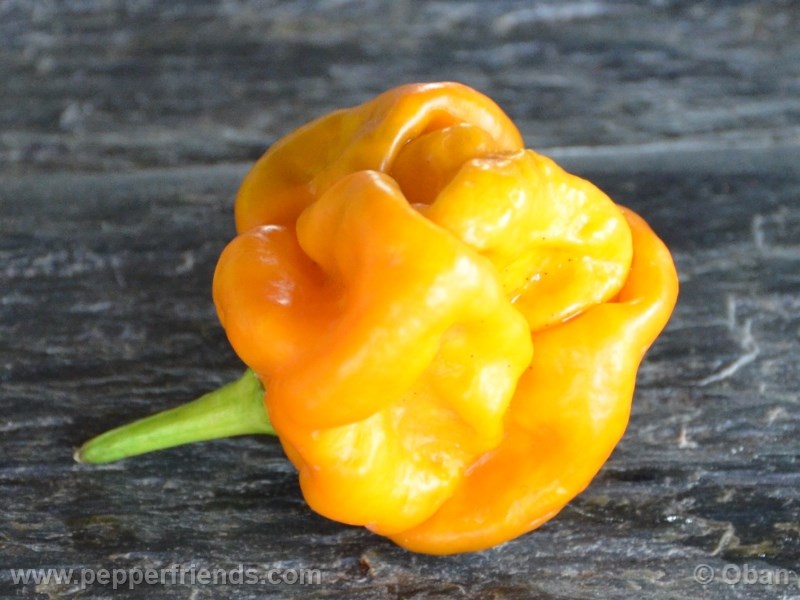 habanero-mustard_003_frutto_11.jpg