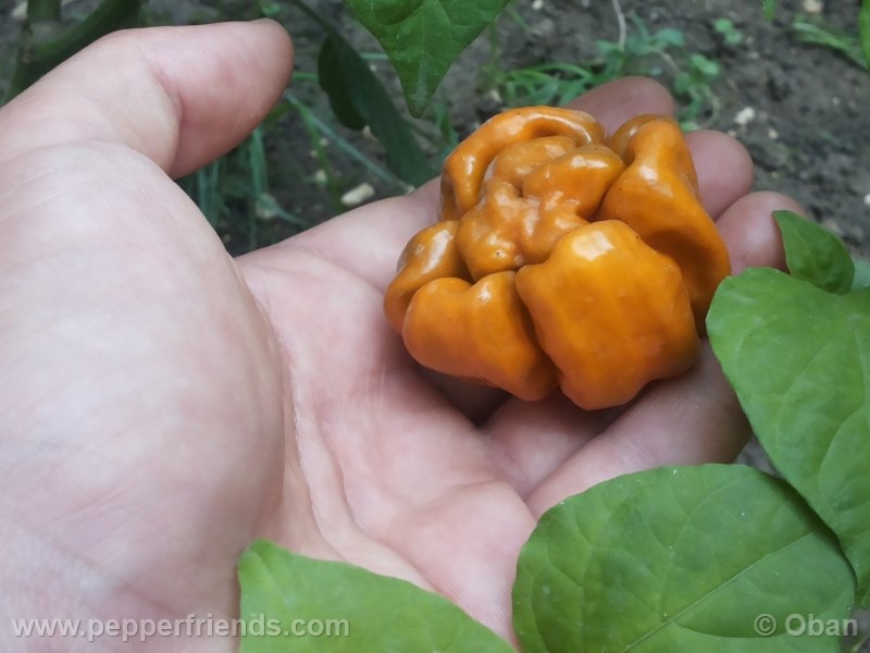 habanero-mustard_003_frutto_12.jpg