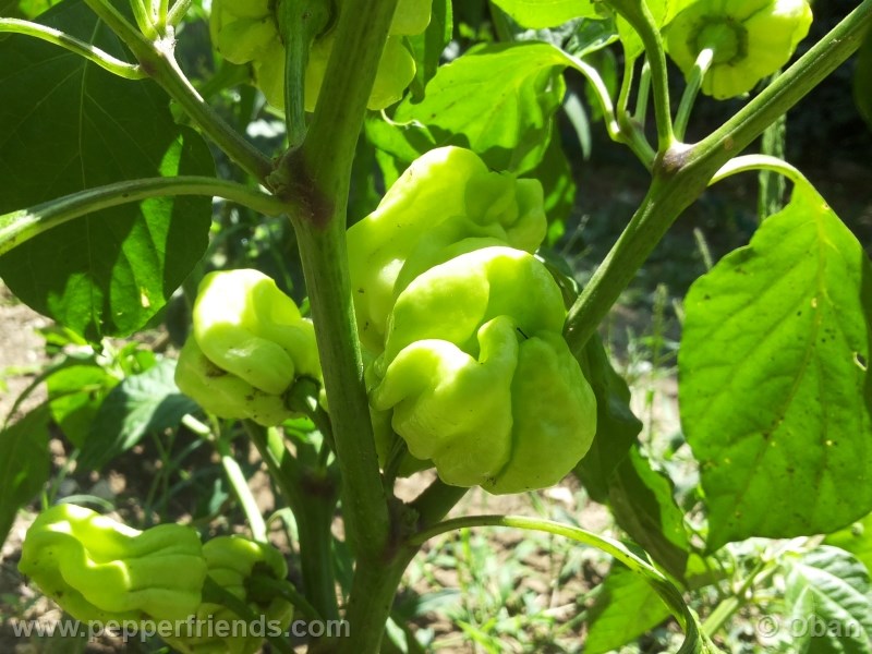 habanero-mustard_003_pianta_06.jpg