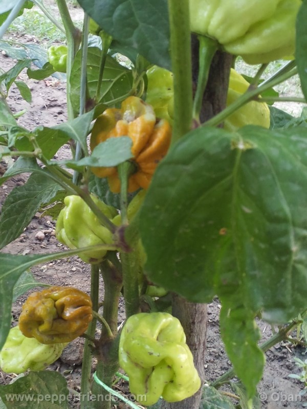 habanero-mustard_003_pianta_07.jpg