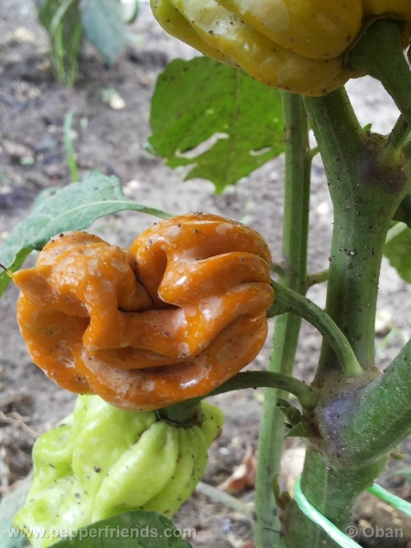 habanero-mustard_003_pianta_08.jpg