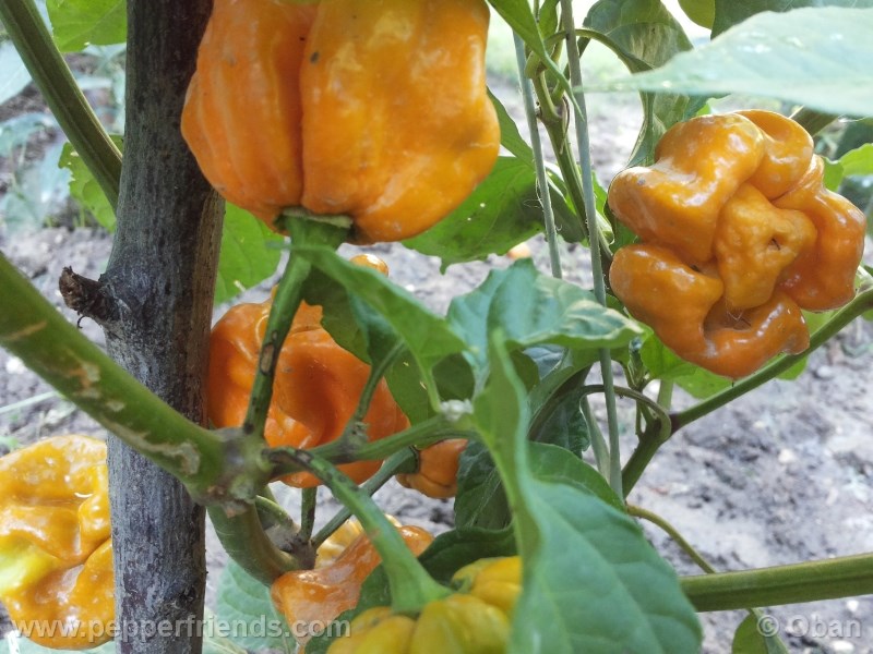 habanero-mustard_003_pianta_09.jpg