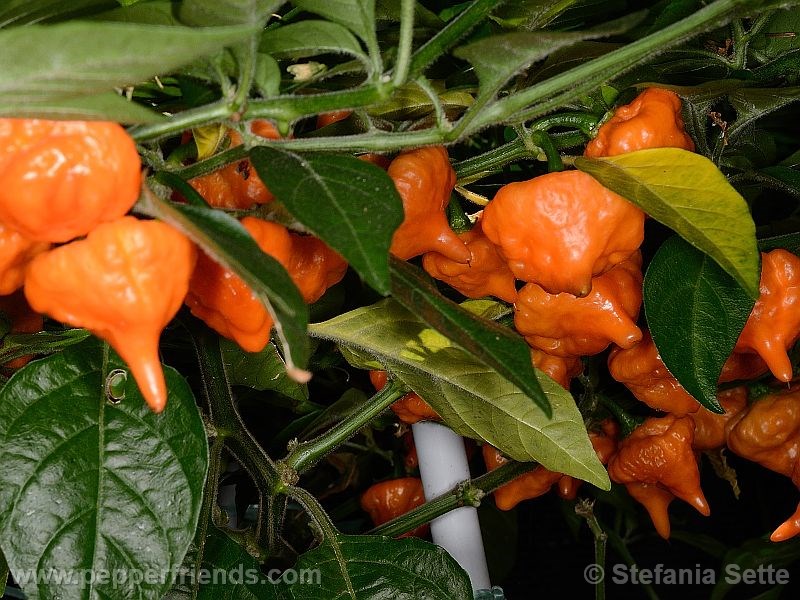 https://www.pepperfriends.org/uploads/habanero-orange-blob/001/Habanero-orange-blob_001_frutto_02.jpg
